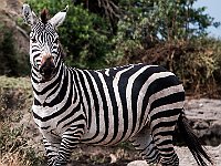 Zebra